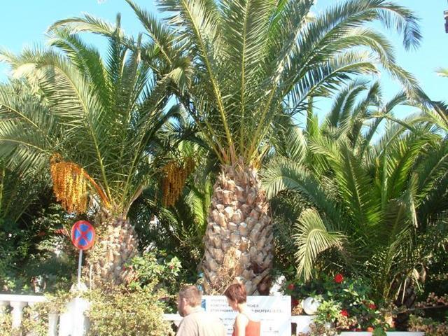 Palm Bay Hotel Sissi Zewnętrze zdjęcie